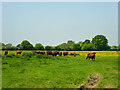 Curious cattle