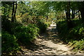 Path Across the Heathland