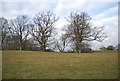 Trees at the top of the slope