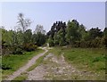 Heathland at Mare Hill, Witley, in May