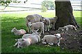 Sheep in the shadows near New House