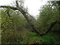 Trees across the path