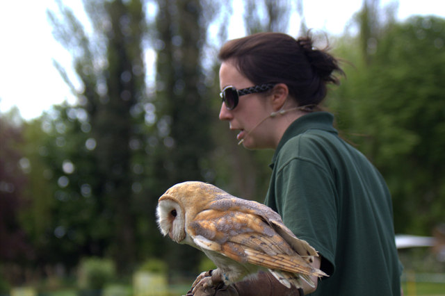 Barn Owl with Handler, Long Sutton Falconry Centre, Lincolnshire
