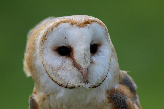 Barn Owl, Long Sutton Falconry Centre,... © Christine Matthews cc-by-sa ...