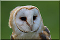 TF4323 : Barn Owl, Long Sutton Falconry Centre, Lincolnshire by Christine Matthews