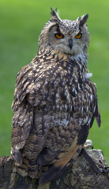 Eagle Owl, Long Sutton Falconry Centre, Lincolnshire