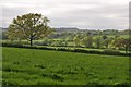 North Devon : Grassy Field & Trees