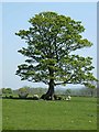 Oak tree near Prior Hall Farm