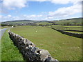 Bayles, sheep grazing