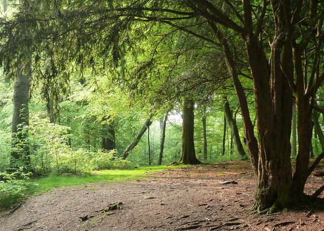 Glade in Wendover Woods © Rob Farrow cc-by-sa/2.0 :: Geograph Britain ...