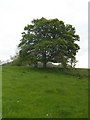 Tree overlooking the Painswick Stream