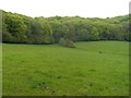 Saltridge Common Woods from the north west