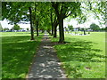 Avenue of trees on Figge