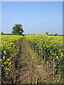 Path to Gayhurst