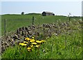 Clodhall - Roadside verge and stone barn