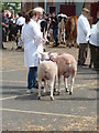 SX9891 : Devon County Show - prize-winning sheep by Chris Allen