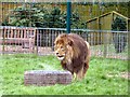 SD3335 : Wallace at Blackpool Zoo by Gerald England