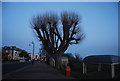 TQ8785 : Pollarded tree, Clifftown Parade by N Chadwick