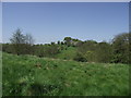 Grassland behind St. Leonard