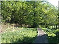 Boardwalk in Hocombe Mead local nature reserve