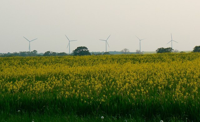 Oilseed rape south-west of Great Coxwell, Oxfordshire