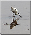 TF7544 : Avocet (Recurvirostra avosetta) by Christine Matthews