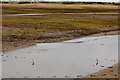 TF7544 : Avocets (Recurvirostra avosetta), Titchwell, Norfolk by Christine Matthews
