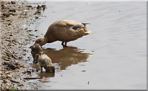 TF7544 : Family of Ducks, Titchwell, Norfolk by Christine Matthews