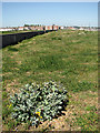 Sea kale growing along the Esplanade, Felixstowe