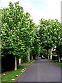 Chestnut trees in flower, Chestnut Avenue
