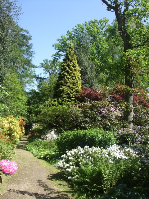 Yew Tree and Azaleas - Doddington Place Gardens