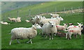 SN9181 : Sheep and lambs on the hill by Andrew Hill