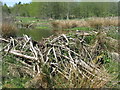 Beaver dam at Gauldswell Wood