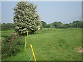 Field by Nunningham Stream