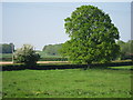 Tree near Tilley Farm