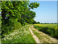 Footpath to Doddinghurst Road