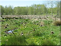 Wet woodland cleared by wild beavers