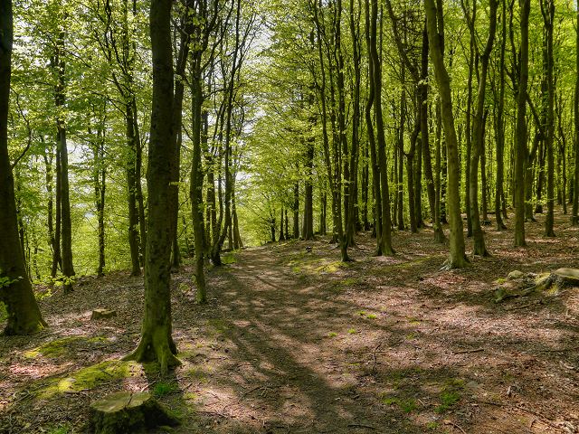 Wilderswood © David Dixon cc-by-sa/2.0 :: Geograph Britain and Ireland