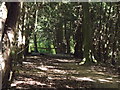 Yew Walk, Green Dene Plantation