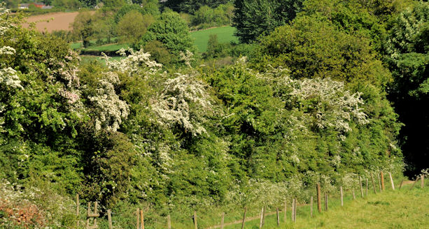 Hawthorn blossom, Ravernet near Lisburn