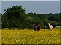 Horses in oilseed rape field near Arters Lawn