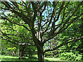 Petworth Park: tree branches