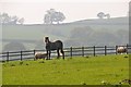 SS9707 : Mid Devon : Grassy Field & Horses by Lewis Clarke