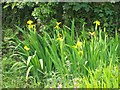 Yellow Irises, Llanteg