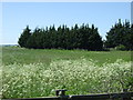 Farmland near Aerodrome Farm