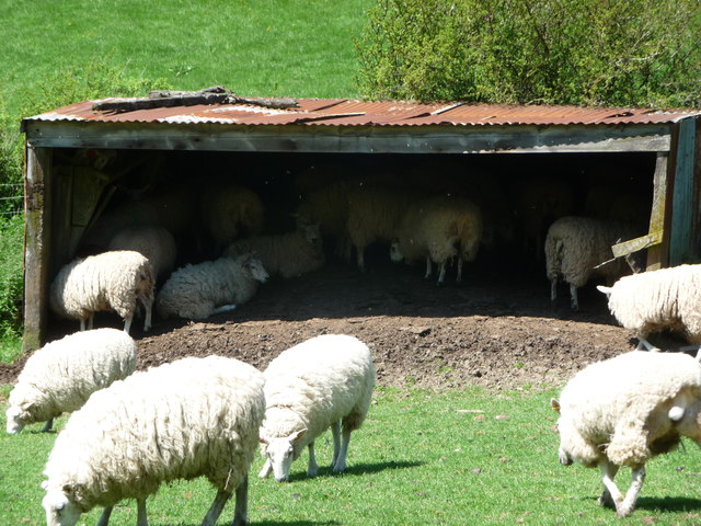Crowded sheep shed