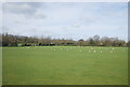 Sheep grazing near Bounds Cross