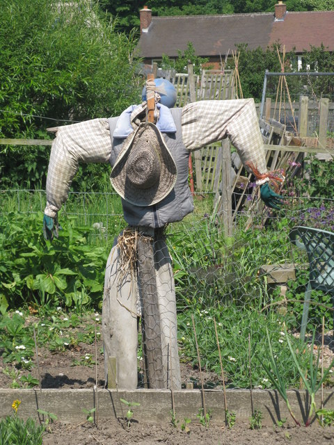 Scarecrow on the Allotments