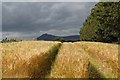 A narrow strip of Barley