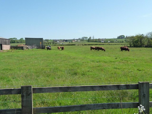 Cattle grazing at Bottom House
